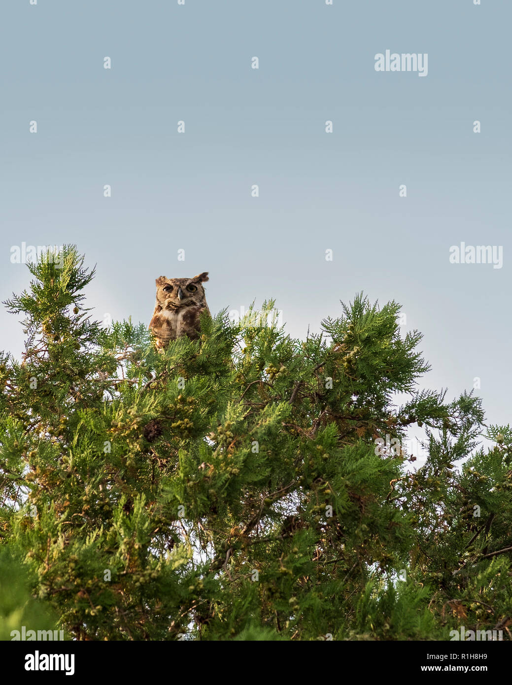 Ein erwachsenes Weibchen Great Horned Owl, Bubo virginianus, auf einem östlichen redcedar Baum, Juniperus virginiana, in Oklahoma, USA thront. Stockfoto