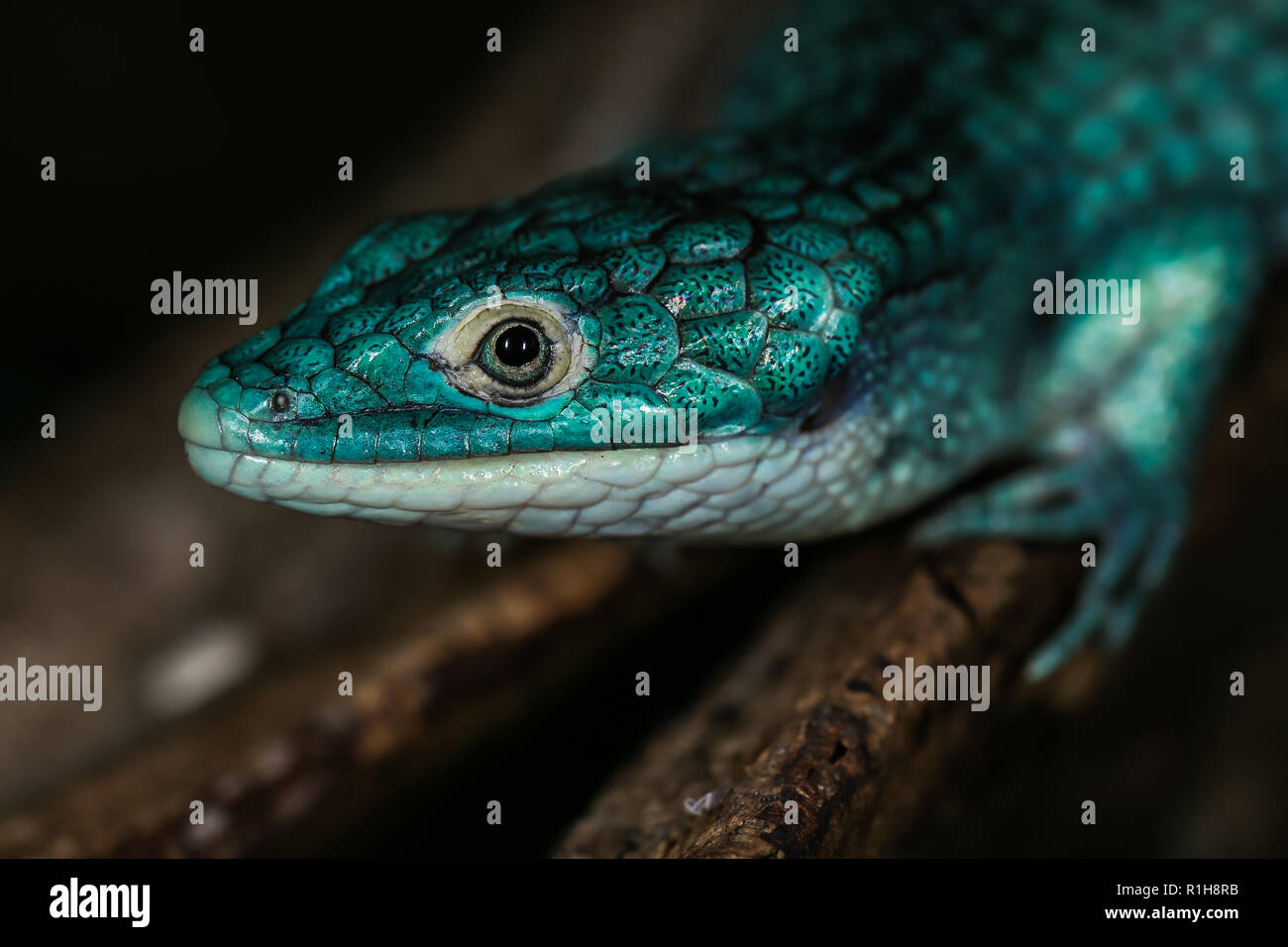 Abronia graminea (Abronia graminea) im Terrarium, Tier Portrait