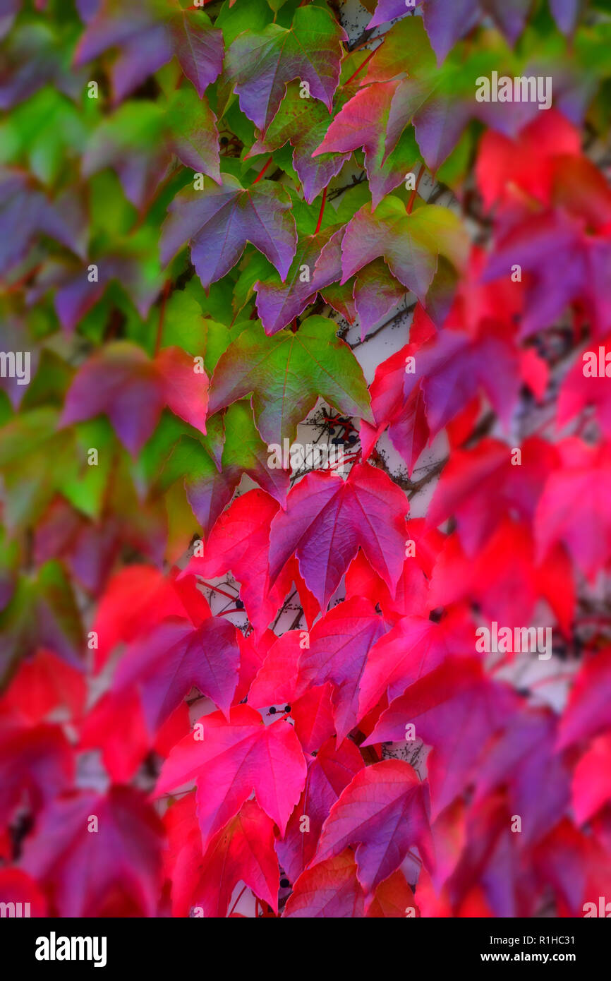 Farbenfrohe abstrakte Efeu im Oktober, Herbst bunte Hedera helix Klettern  auf eine Betonwand Stockfotografie - Alamy