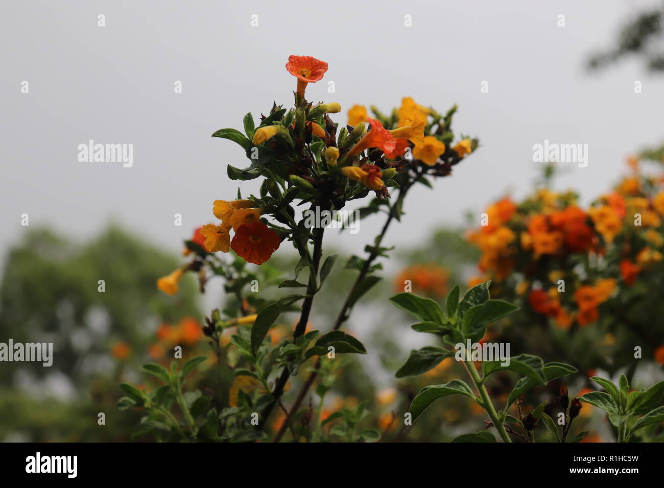 Flor Silvestre Stockfoto