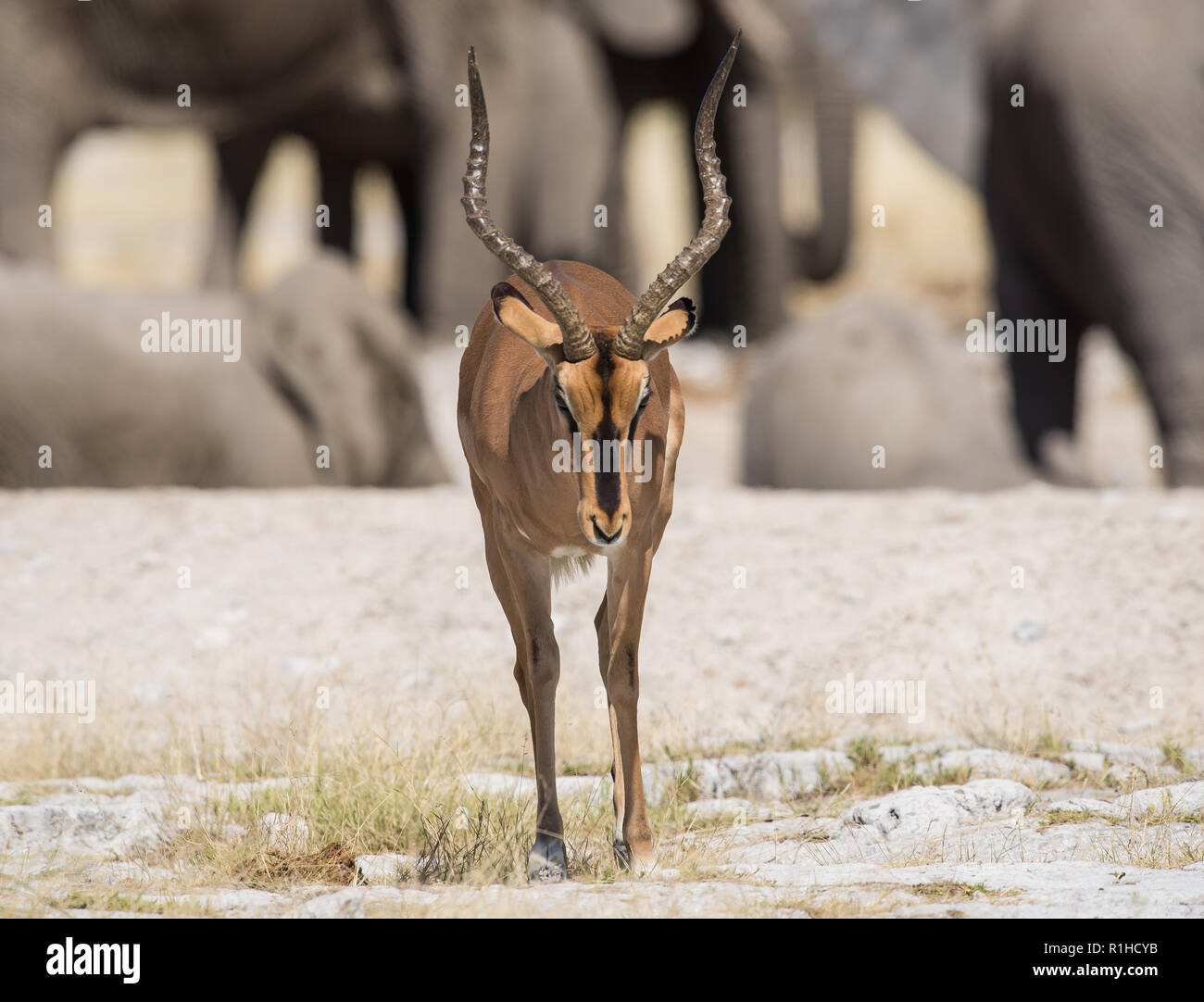 Schwarz konfrontiert Impala mit Elefanten im Hintergrund. Etosha National Park, Namibia Stockfoto