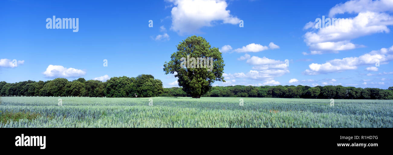 Einen sonnigen Panoramablick auf Ackerland in ländlichen Cheshire. Stockfoto