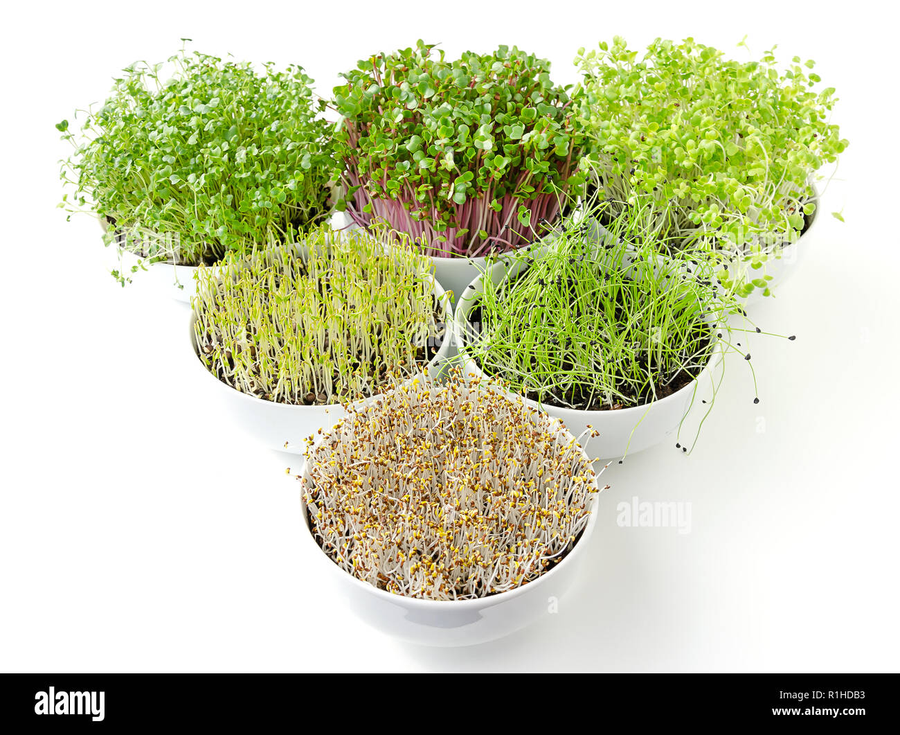 Dreieck der microgreens und Sprossen in weißen Schalen. Triebe von Luzerne, Chinakohl, Knoblauch, Kohl, Linsen und Radieschen in Topferde umsetzen. Stockfoto