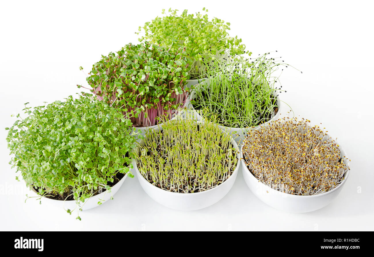 Microgreens und Sprossen Dreieck in weißen Schalen. Triebe von Luzerne, Chinakohl, Knoblauch, Kohl, Linsen und Radieschen in Topferde umsetzen. Grüns. Stockfoto