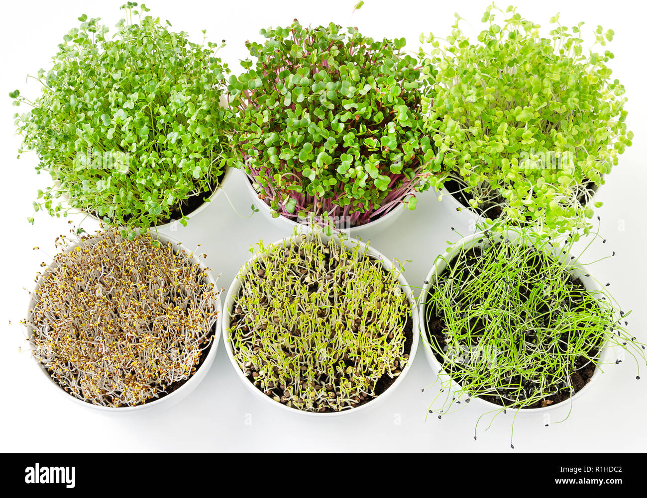 Sechs microgreens und Sprossen in weißen Schalen von oben. Triebe von Luzerne, Chinakohl, Knoblauch, Kohl, Linsen und Radieschen in Topferde umsetzen. Stockfoto