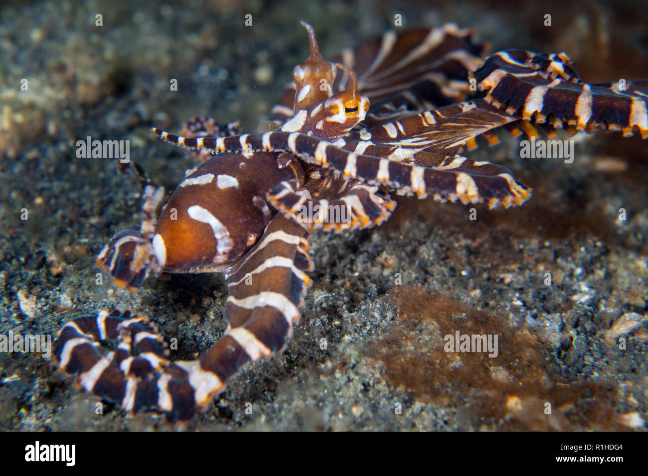 Ein wonderpus Octopus, Wunderpus photogenicus, kriecht über den Meeresboden von Lembeh Strait, Indonesien. Diese Sorte ist eine seltene kopffüßler. Stockfoto
