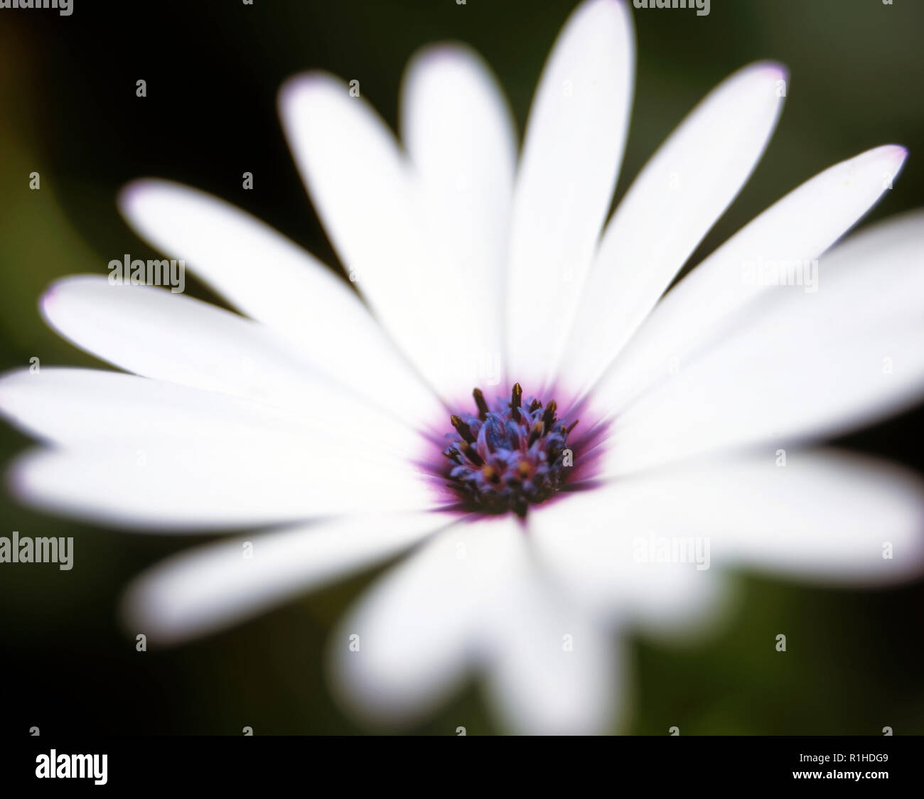 Eine Nahaufnahme eines osteospermum Blume. Stockfoto