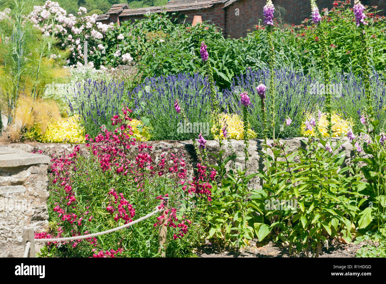 Bunte Sommergarten mit Lavendel, Rosen und andere Blumen, Sträucher. Stockfoto