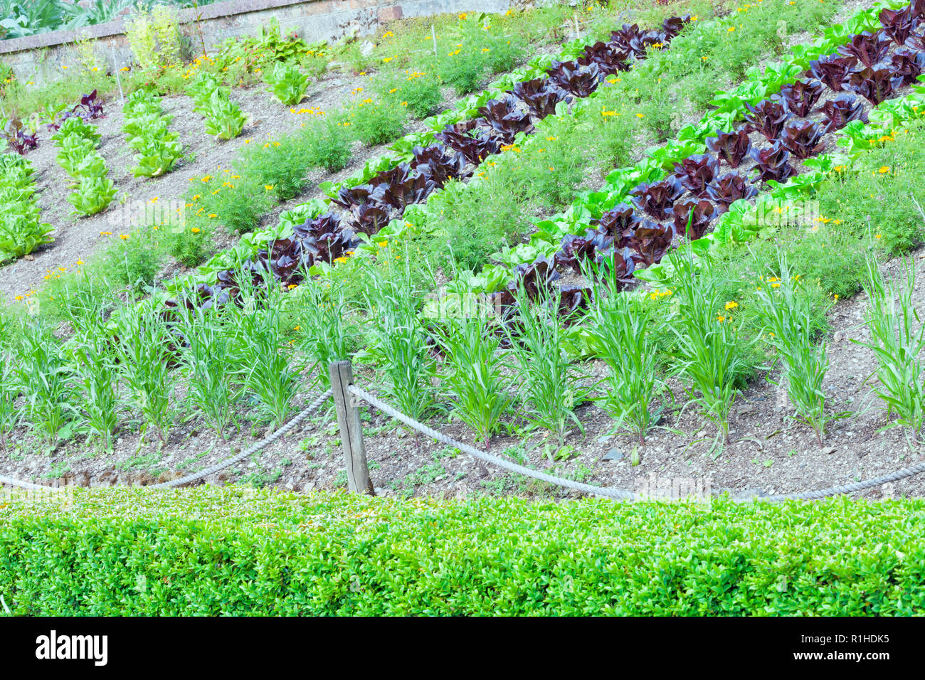 Reihen von organischen Kopfsalat, Ringelblume Blumen in einem Gemüsegarten, an einem sonnigen Sommertag. Stockfoto