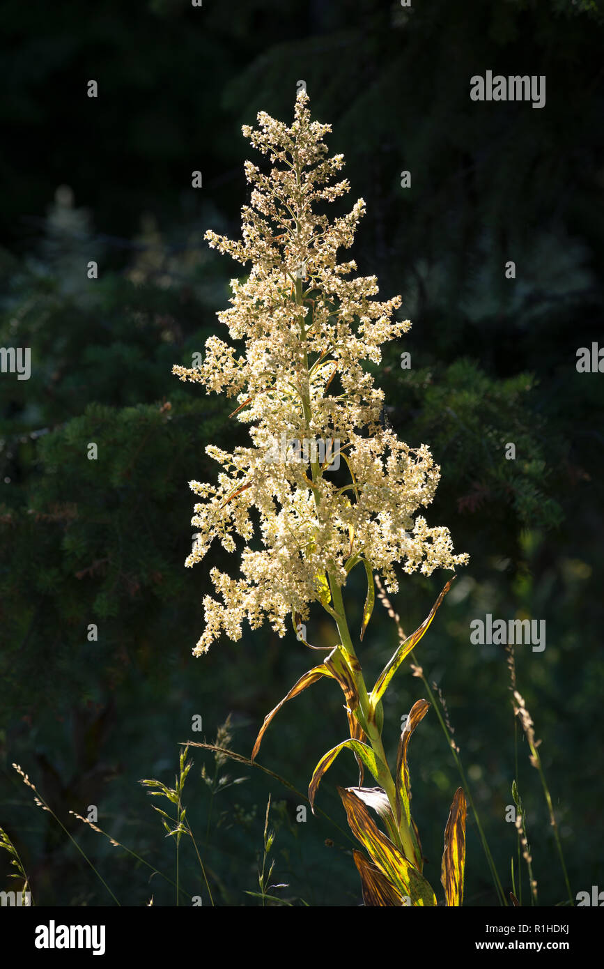 Mais Lily, Wallowa - Whitman National Forest, Oregon. Stockfoto