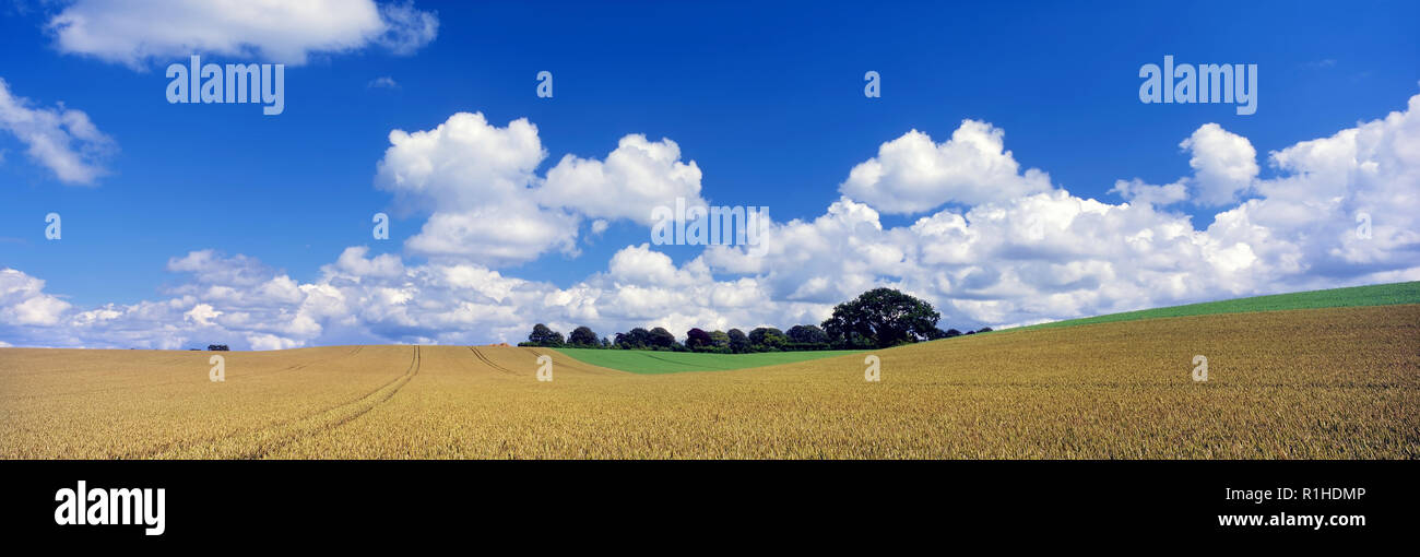 Cumulus Wolken über einem Weizenfeld in das fruchtbare Ackerland der ländlichen Hampshire, England. Stockfoto