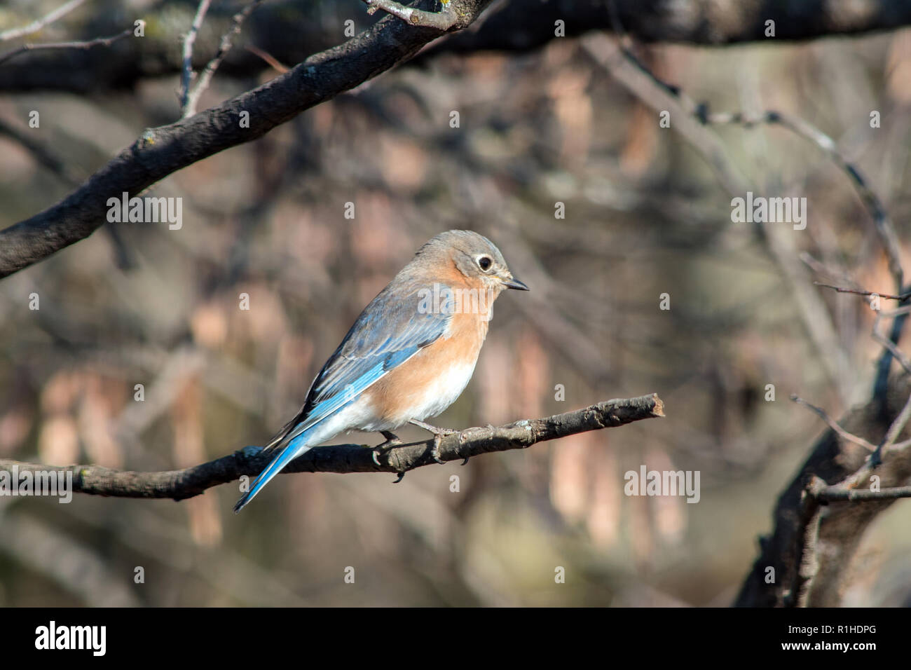 Ein unscharfer Hintergrund hilft diese schöne blaue Vogel machen schön stehen auf einem Ast in Missouri Stockfoto