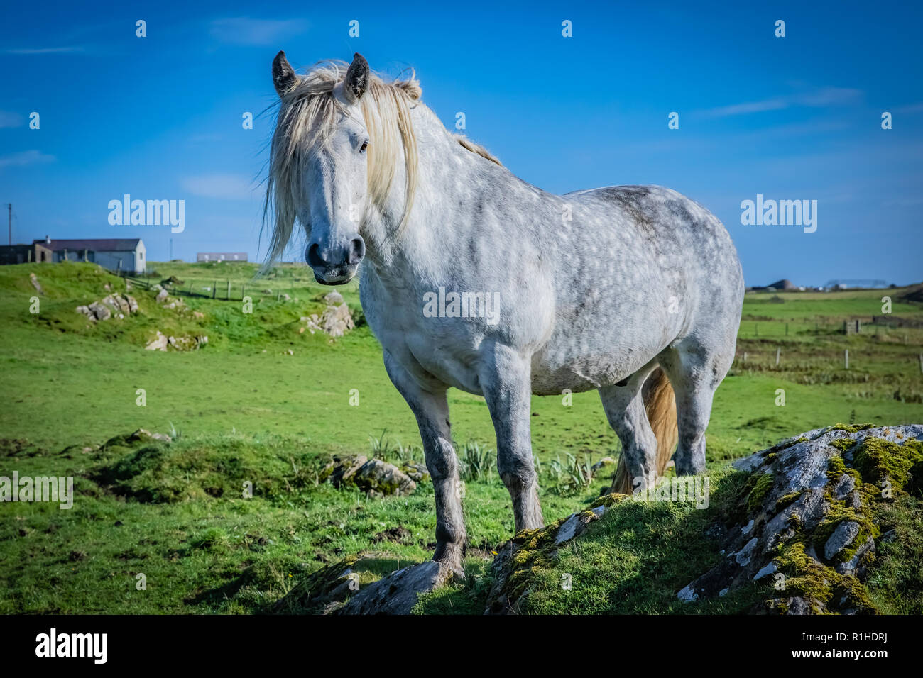 Highland Pferd an Schottland, Shetland Inseln, Großbritannien Stockfoto