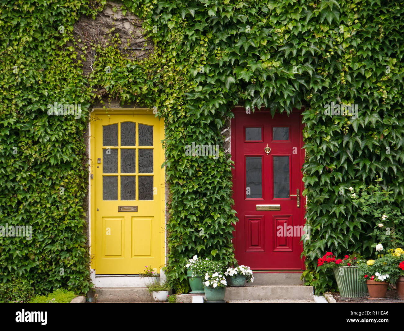 Hausfassade in Irland mit Efeu und zwei Türen in Gelb und Rot lackiert Stockfoto