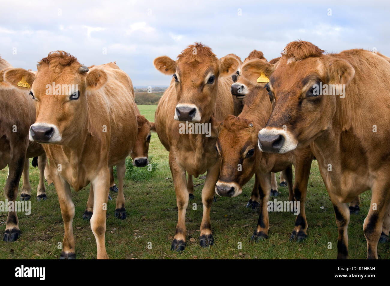 Neugierig Jersey Kühe auf einem Bauernhof in East Sussex Stockfoto