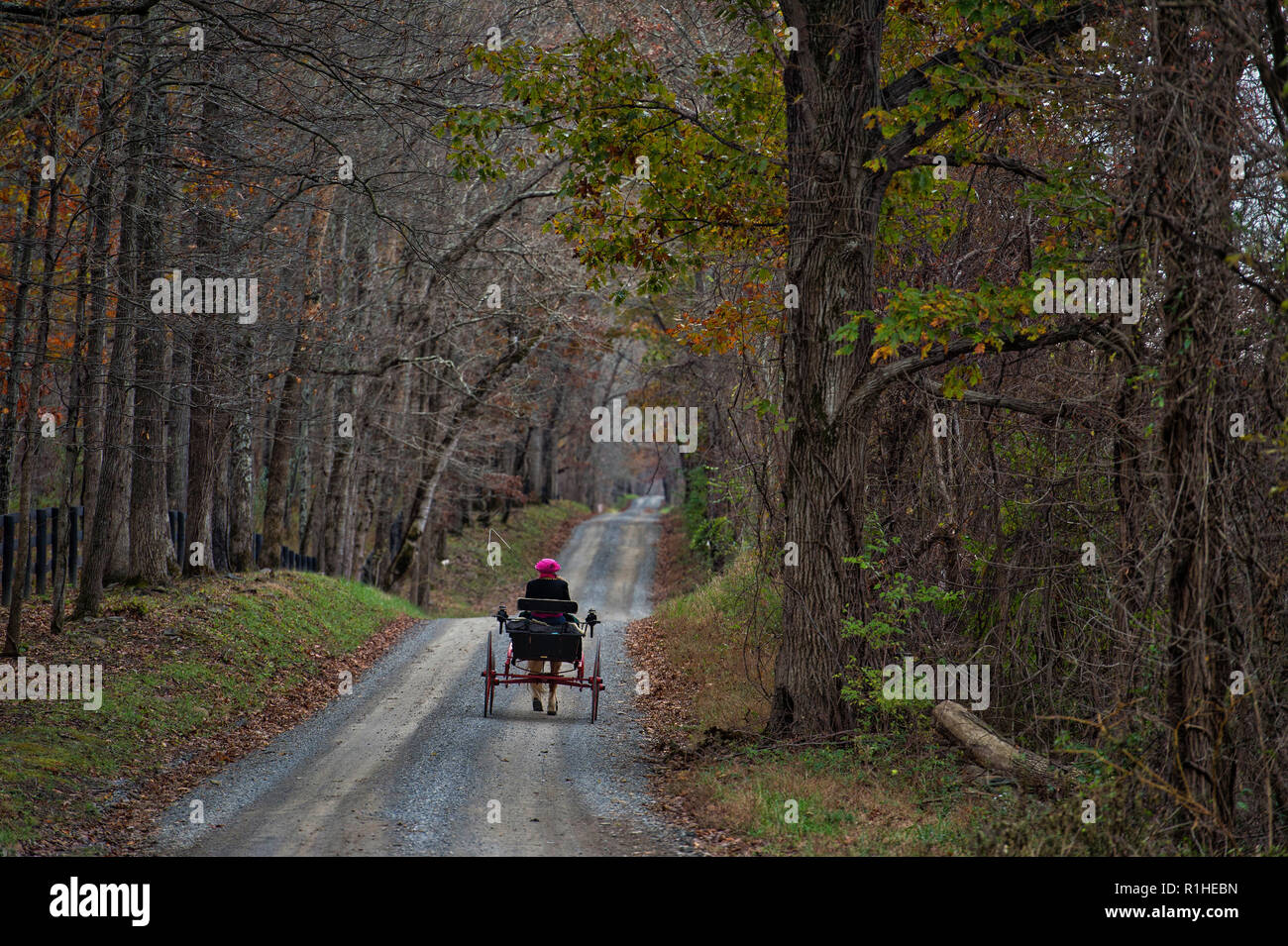 UNITED STATES - 12. November 2018: Foren Hillman von Bloomfield, Va., fährt ihre Welsh Pony entlang Willisville Straße in westliche Loudoun County. (Foto durch Stockfoto