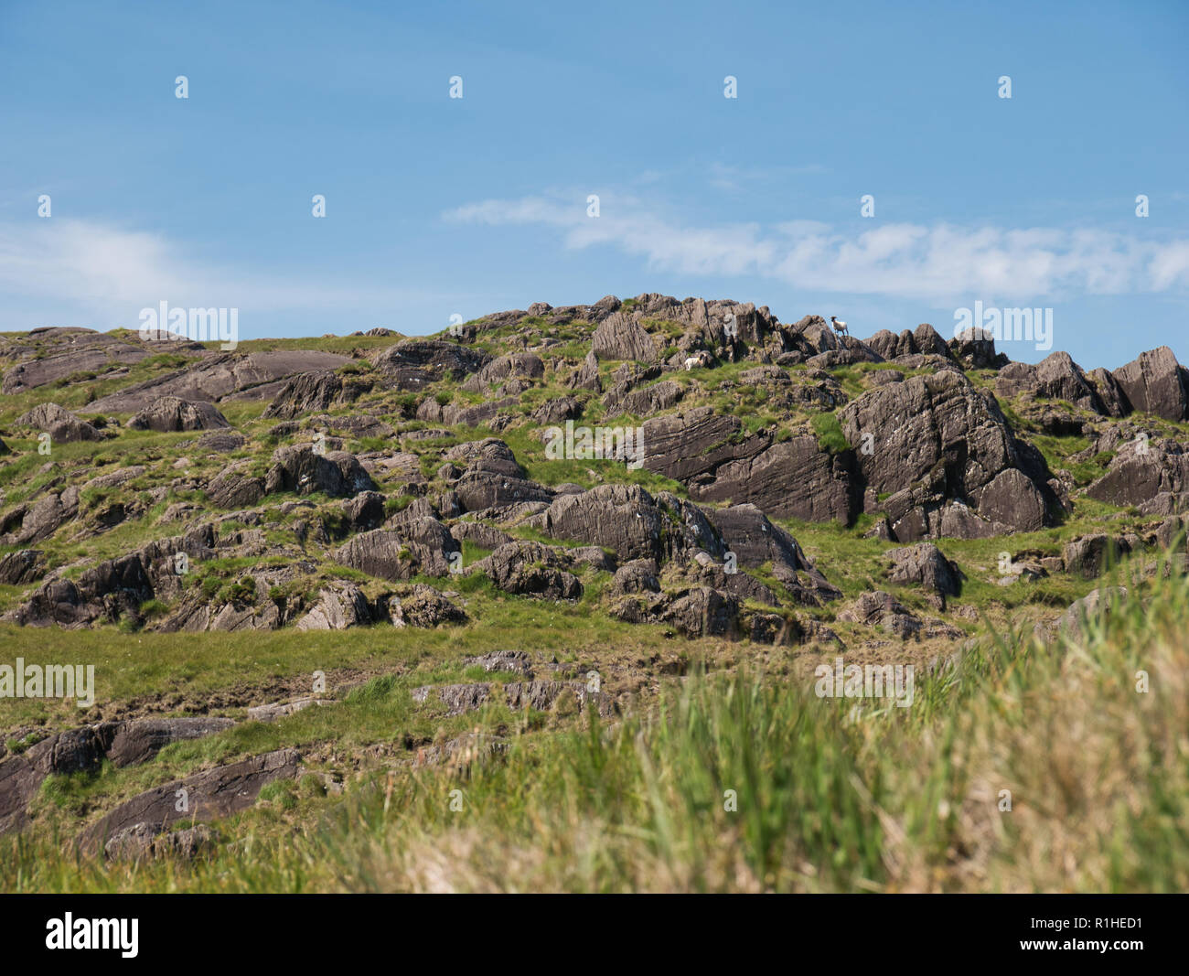 Zwei Schafe in der felsigen Landschaft am Healy Pass in Irland im Sonnenschein Stockfoto