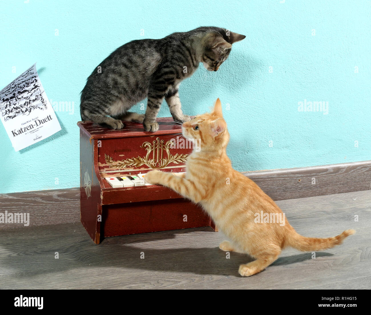 Zwei Kätzchen, rot gestromt und schwarz gestromt, 10 Wochen alt, spielen mit einem Mini piano Stockfoto