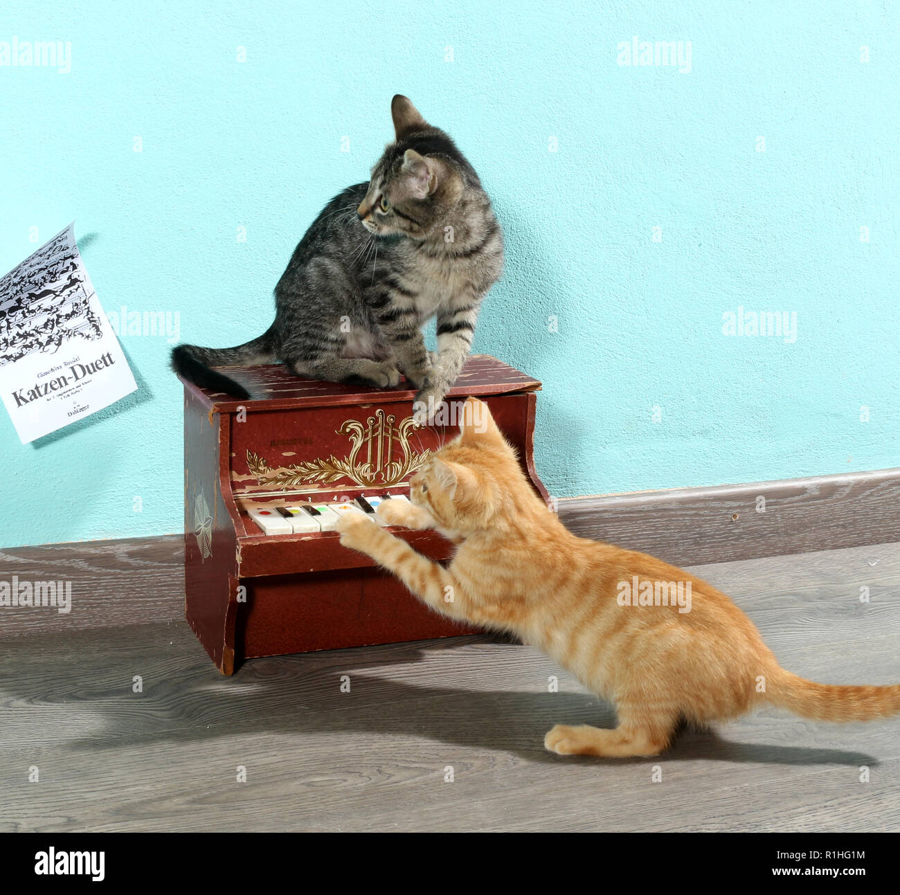Zwei Kätzchen, rot gestromt und schwarz gestromt, 10 Wochen alt, spielen mit einem Mini piano Stockfoto