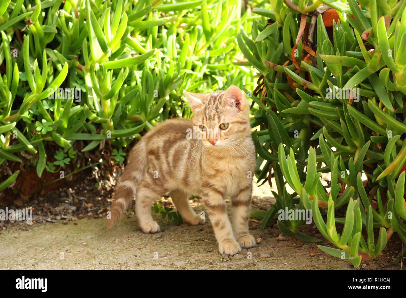 Kätzchen, 3 Monat alt, Red Tabby Classic, stehen Zwischen grünen Pflanzen Stockfoto