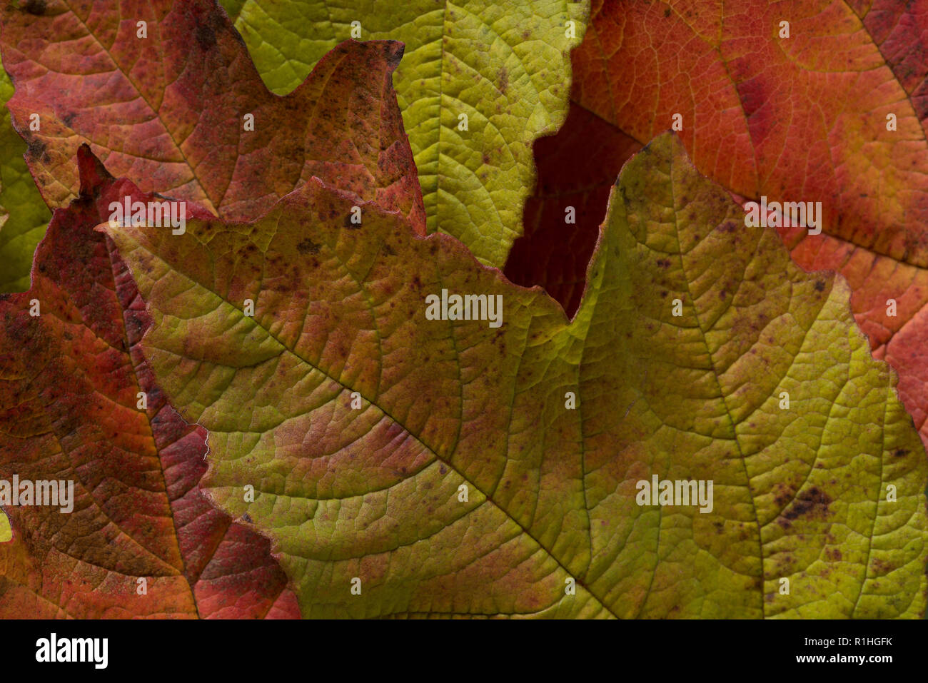Viburnum opulus, Adoxaceae, Gefüllte Schneeball Blätter, schöne Auswahl an herbstlichen Farben Stockfoto