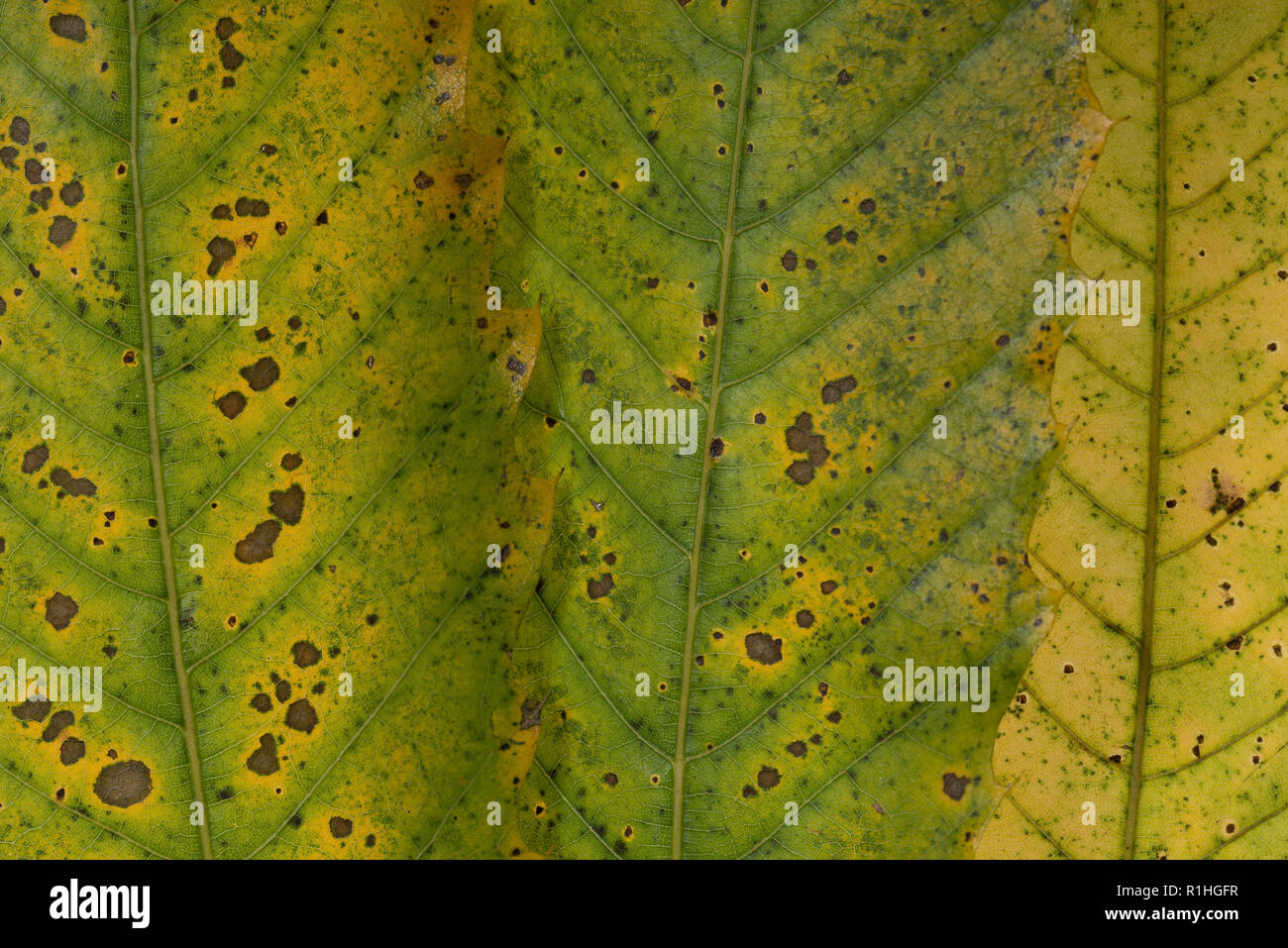 Sweet Chestnut Castanea sativa, Blätter im Herbst fallen dezente Farbe Variation von Yell grün angezeigt Stockfoto