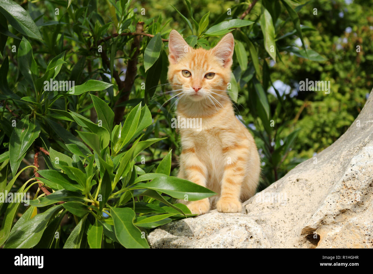 Katze, 3 Monate alt, rot gestromt, saß zwischen grünen Pflanzen Stockfoto