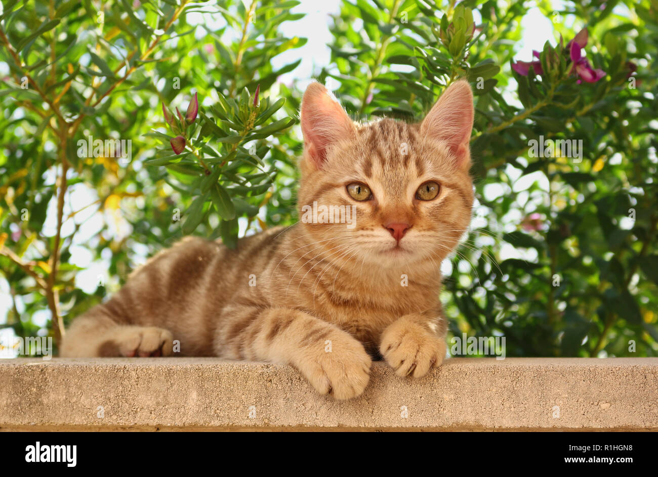 Kätzchen, 3 Monat alt, Red Tabby classic und liegt zwischen grünen Pflanzen Stockfoto