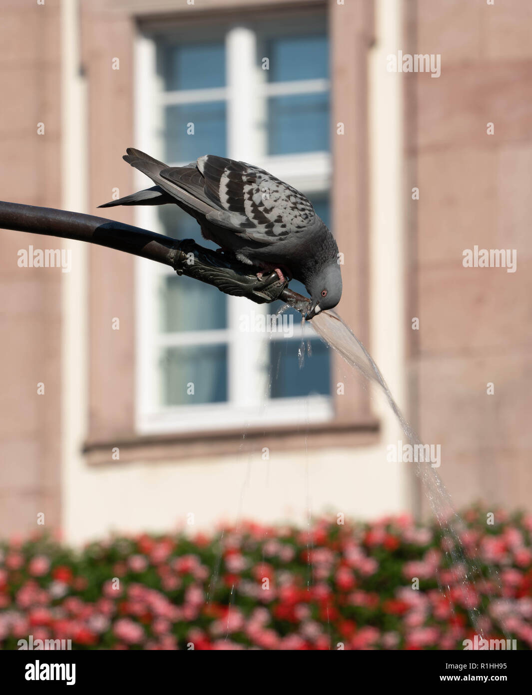 Durstige Stadt Pigeon nimmt einen Schluck aus einer Stadt Brunnen. Stockfoto