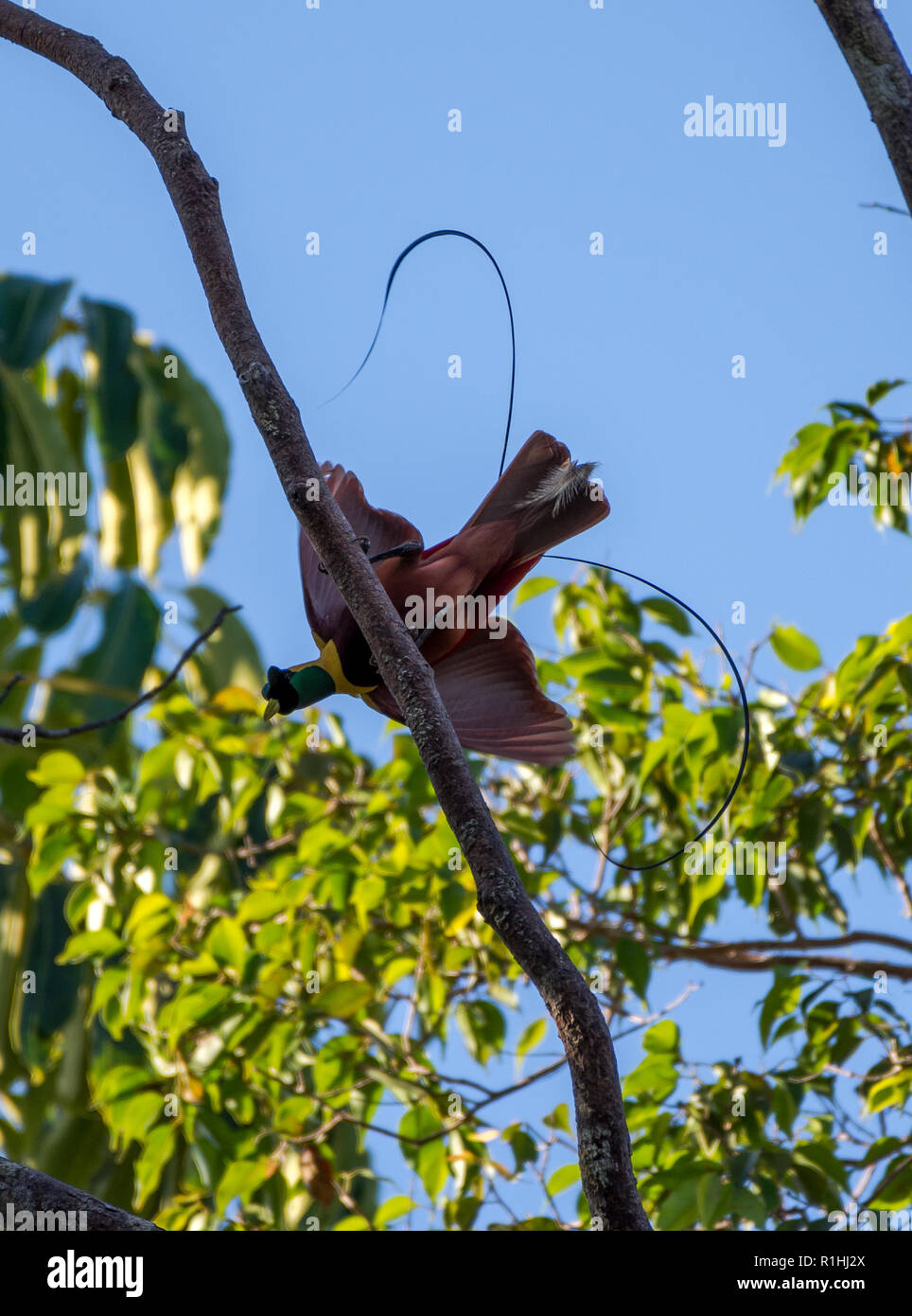 Stecker, rot Paradiesvogel (Paradisaea rubra) in der Balz. Insel Waigeo, Raja Ampat, Indonesien Stockfoto