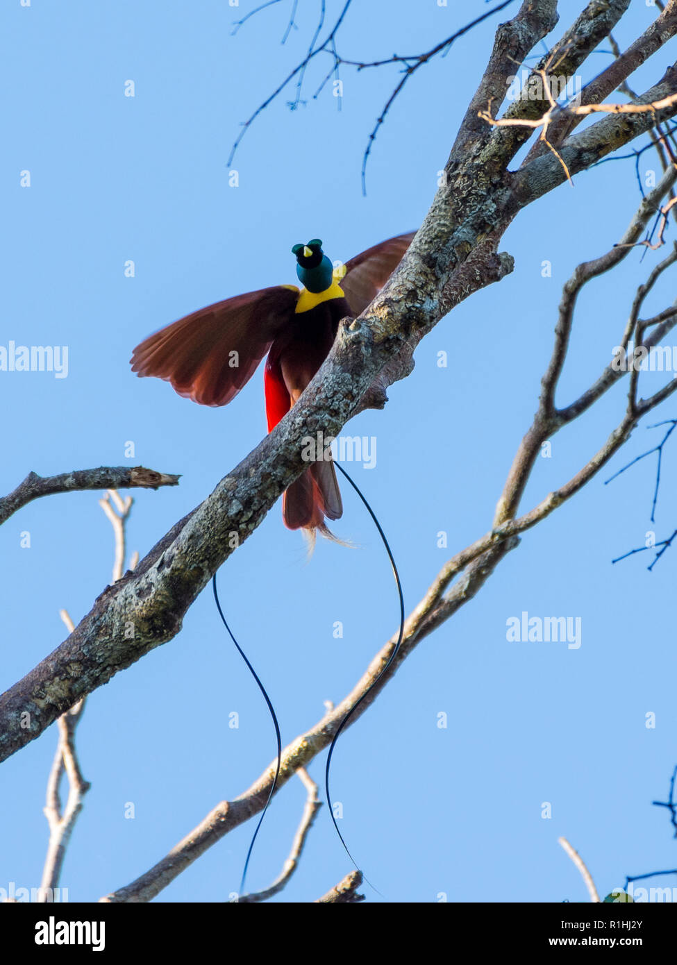 Stecker, rot Paradiesvogel (Paradisaea rubra) in der Balz. Insel Waigeo, Raja Ampat, Indonesien Stockfoto