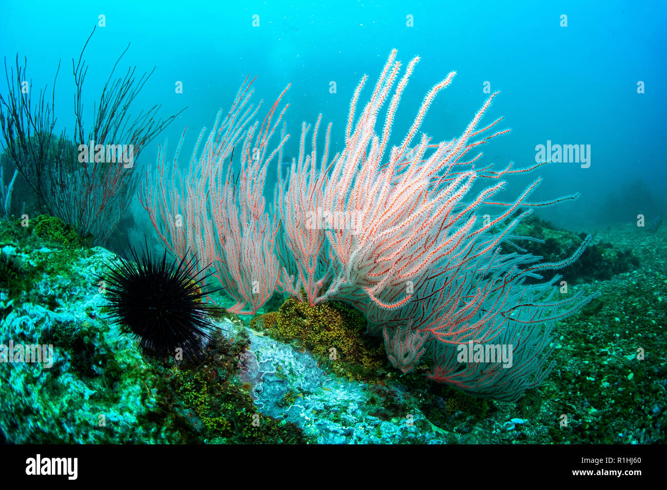 Rote Gorgonie Peitsche, Koralle, Leptogorgia sp., im Channel Islands National Marine Sanctuary, Kalifornien Stockfoto