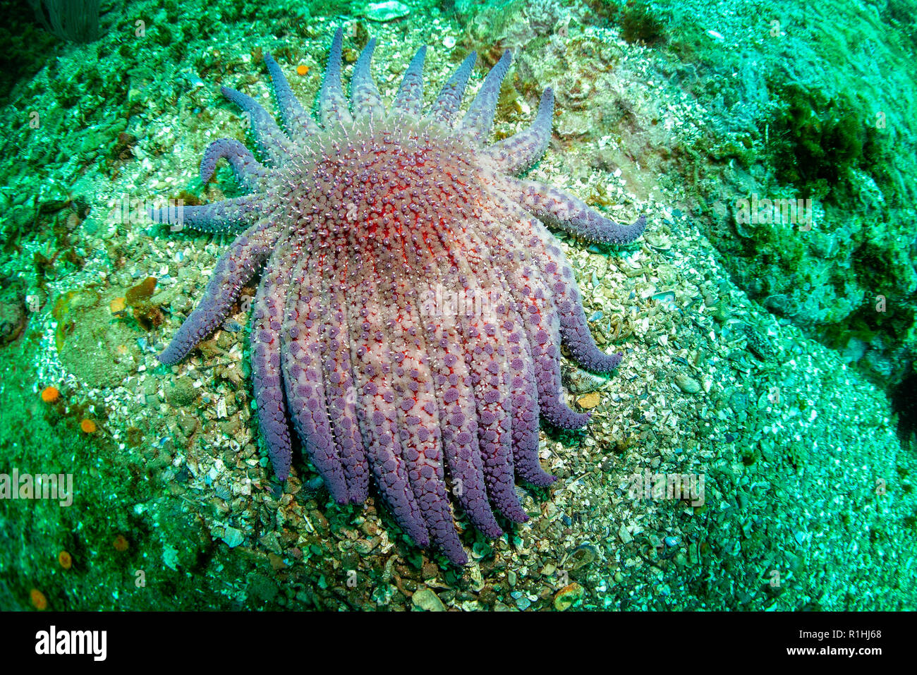 Sunflower Sea Star Unterwasser im Channel Islands National Marine Sanctuary, Kalifornien Stockfoto