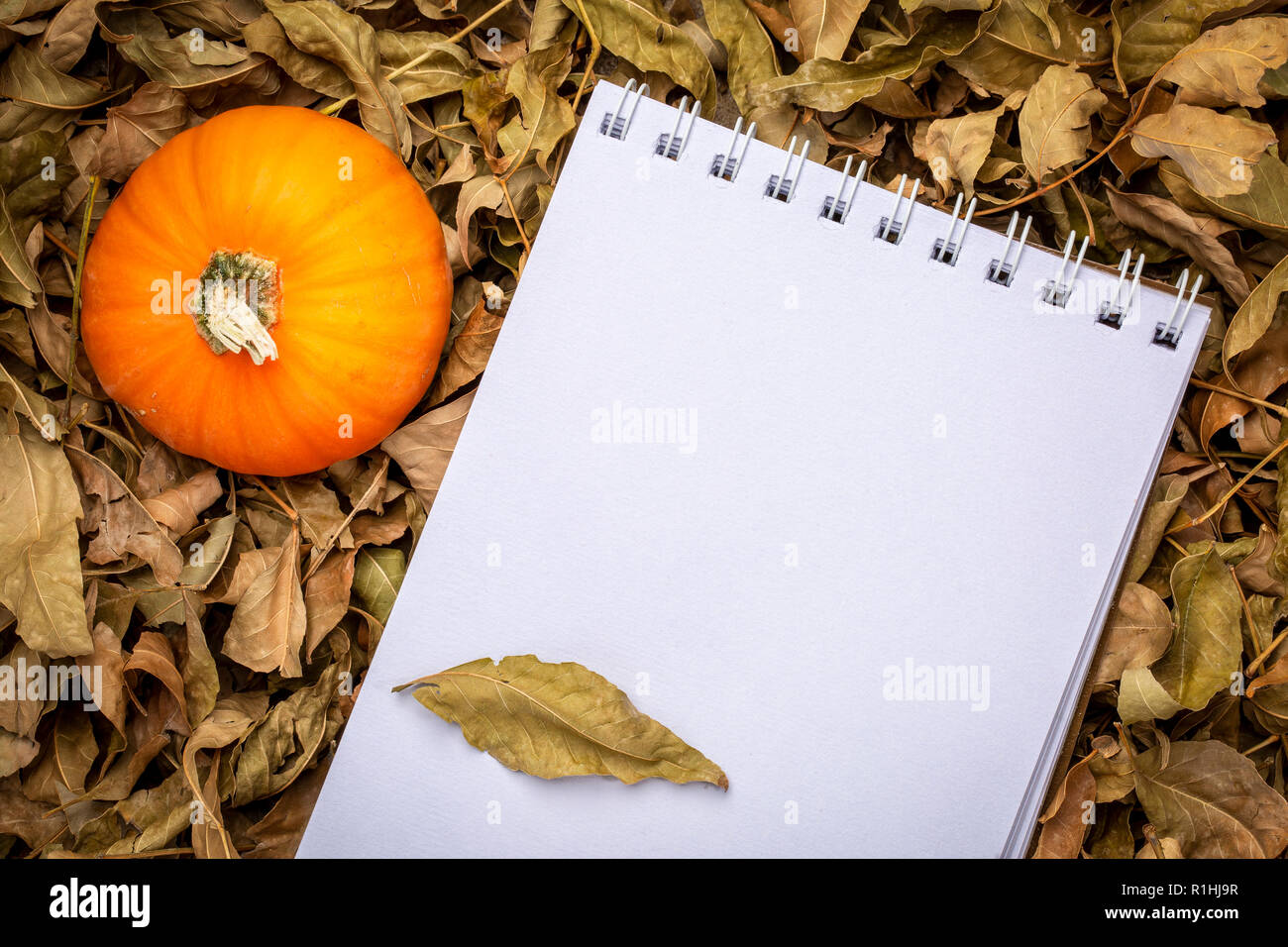 Leer, spiral Skizzenbuch gegen trockene Herbst Blätter mit ornamentalen Kürbis Stockfoto