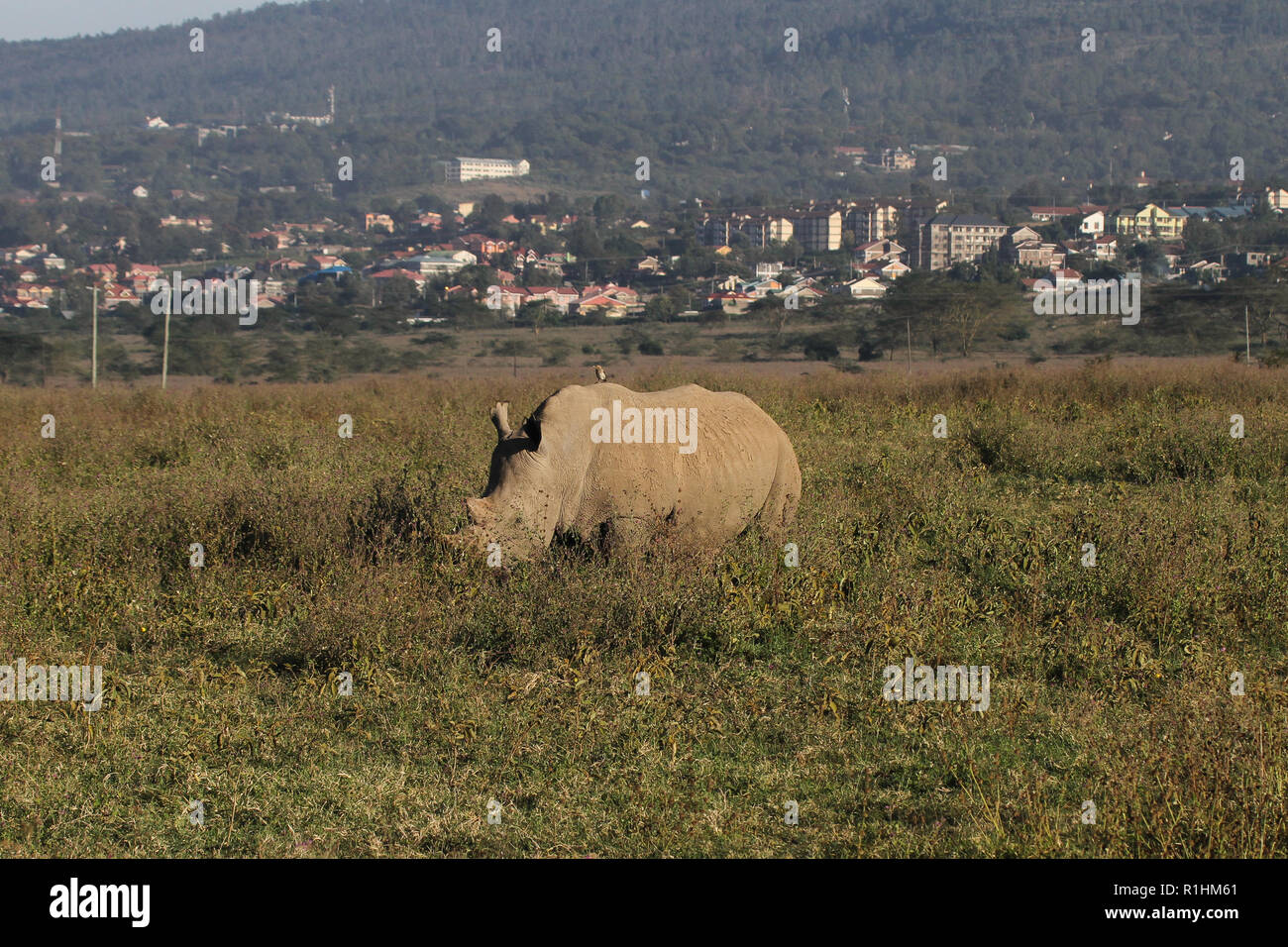 Ein Rhino Walking durch Lake Nakuru National Park Stockfoto