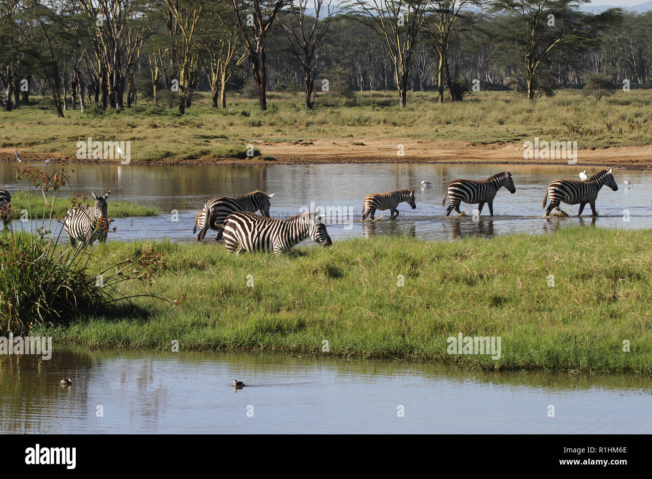 Zebras crossing ein See in der Lake Nakuru National Park Stockfoto
