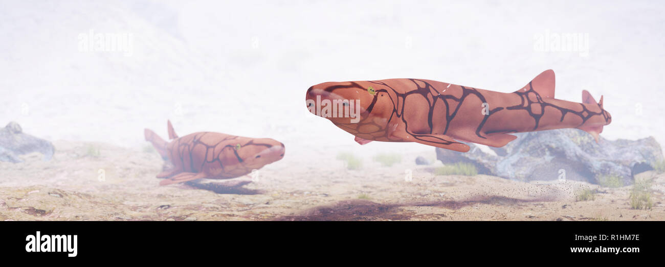 Zwei Kette catsharks (Scyliorhinus retifer) eine kleine Haie im Atlantik. Stockfoto