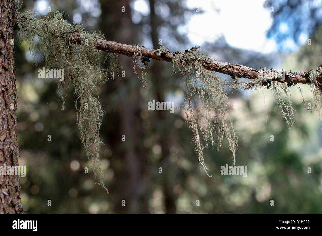Spanisch Moss (aus der Familie Bromeliaceae) drapiert über Pine Tree Branches. In diesem Werk werden Bäume oder Felsen, um Unterstützung zu erhalten. Es ist der Baum nicht schaden, so Stockfoto