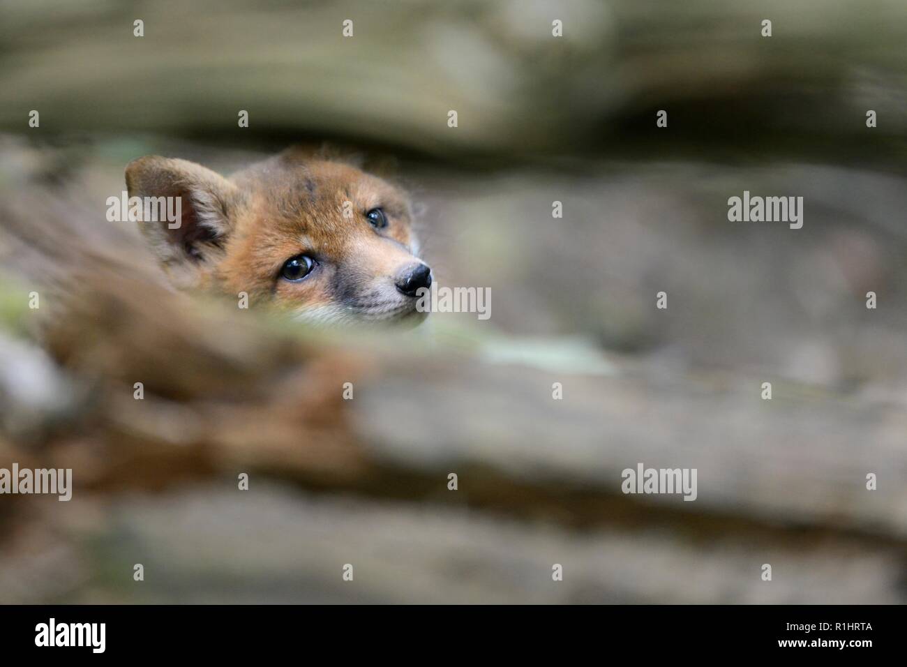 Red Fox (Vulpes vulpes) cub Peering zwischen Zweigen eines gefallenen Baum im Wald in der Nähe der Erde, in der Nähe von Bath, UK, Mai. Stockfoto