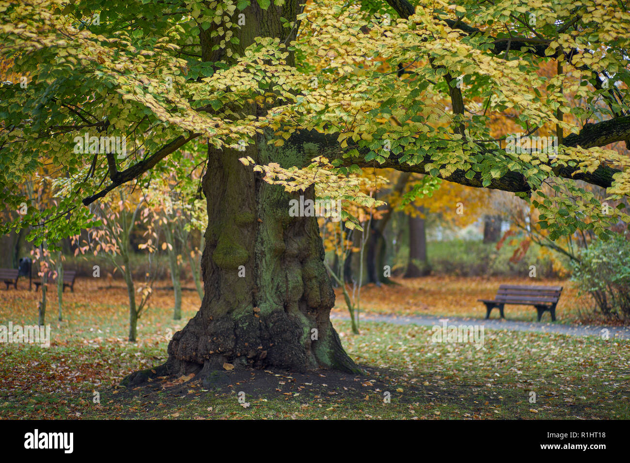 Park Szczytnicki im Herbst Wroclaw Niederschlesien Polen Stockfoto