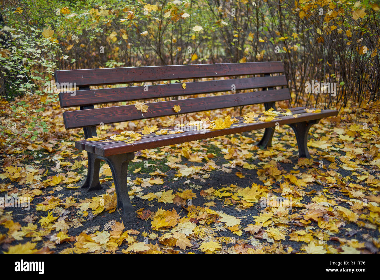 Park Szczytnicki im Herbst Wroclaw Niederschlesien Polen Stockfoto