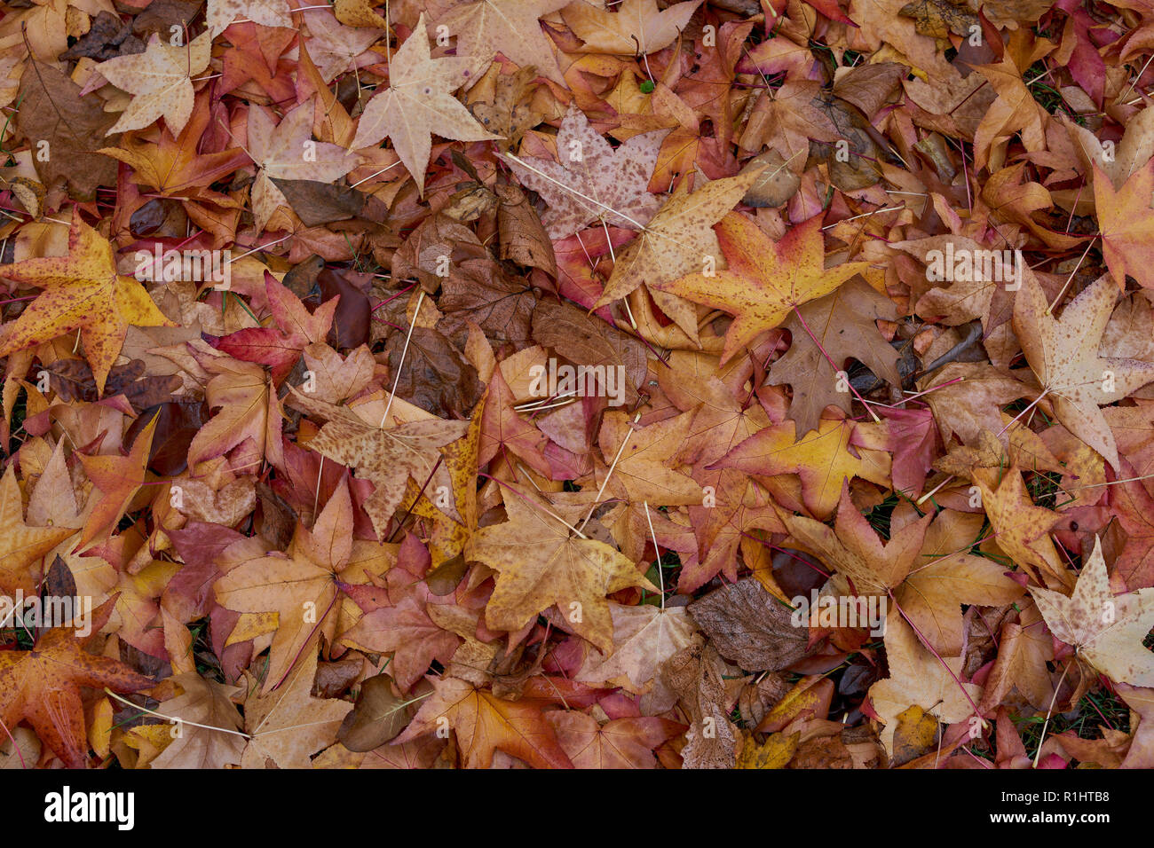 Park Szczytnicki im Herbst Wroclaw Niederschlesien Polen Stockfoto