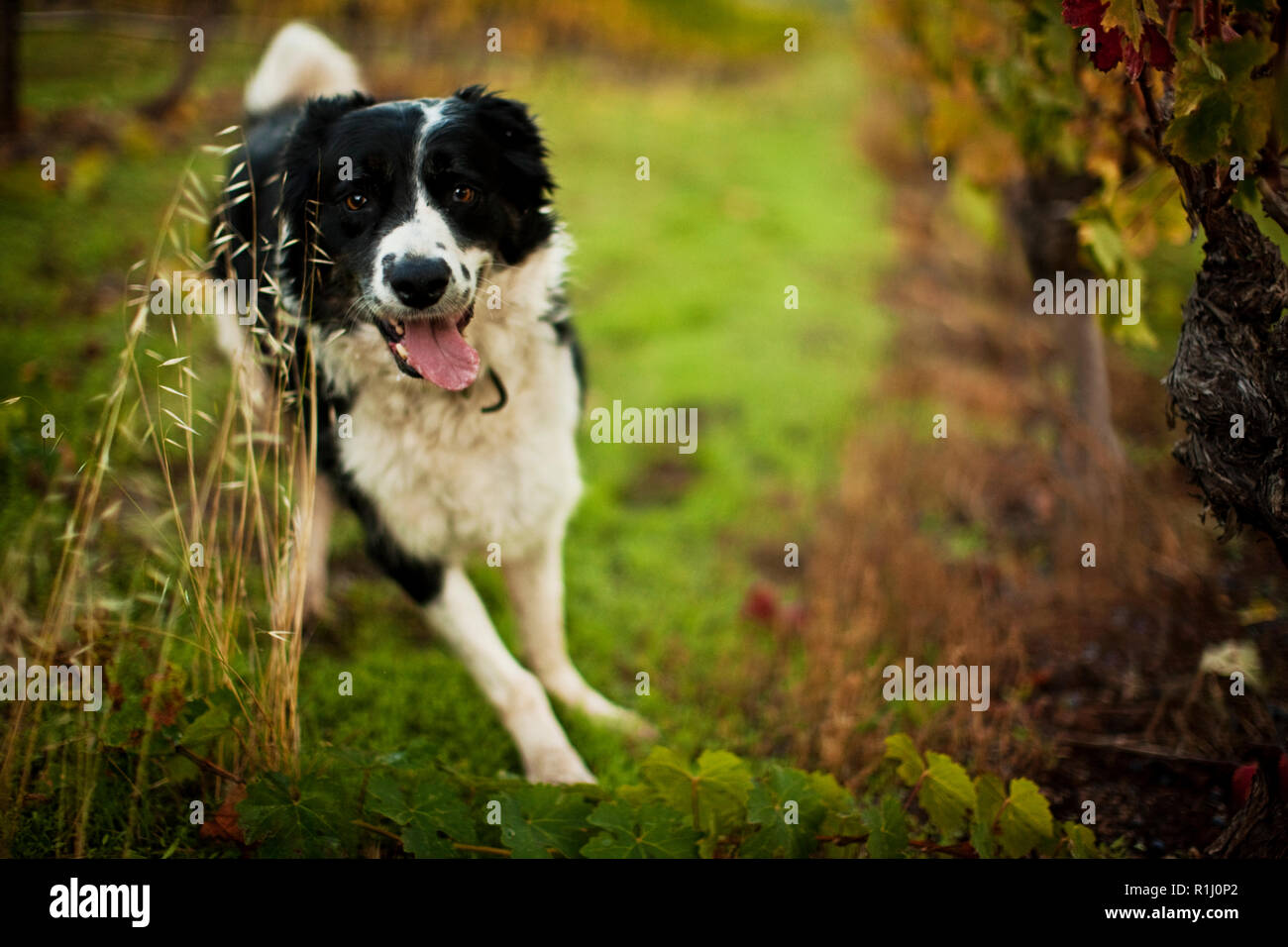 Glücklicher Hund Hecheln in einem Weinberg Stockfoto