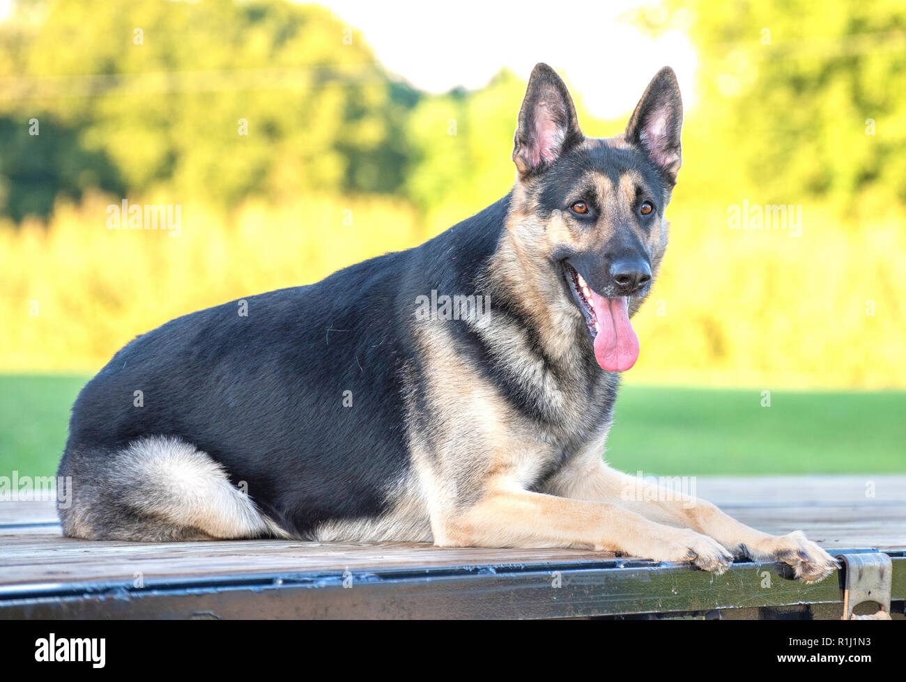 Deutscher Schäferhund liegend auf einer hölzernen Plattform im Freien. Stockfoto
