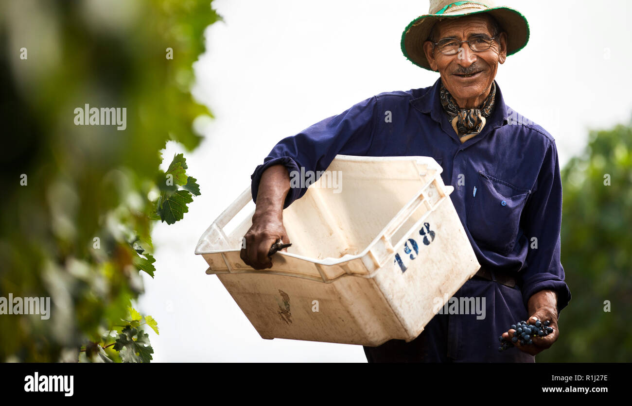 Arbeitnehmer Kommissionierung Trauben auf einem Weingut. Stockfoto