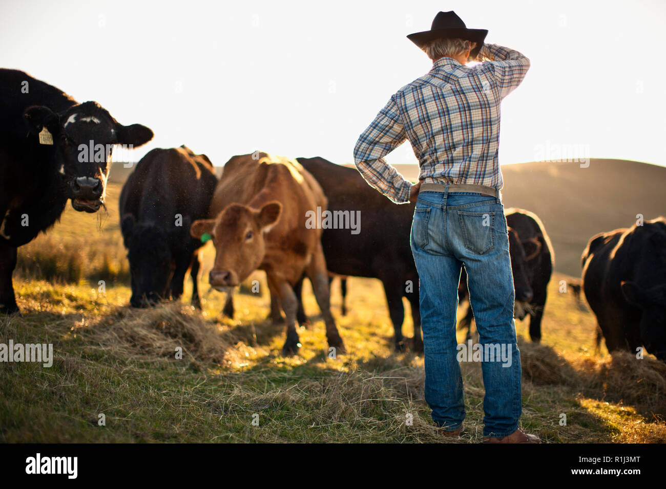 Ansicht der Rückseite des Landwirts stehen auf einer Koppel über das Land. Stockfoto