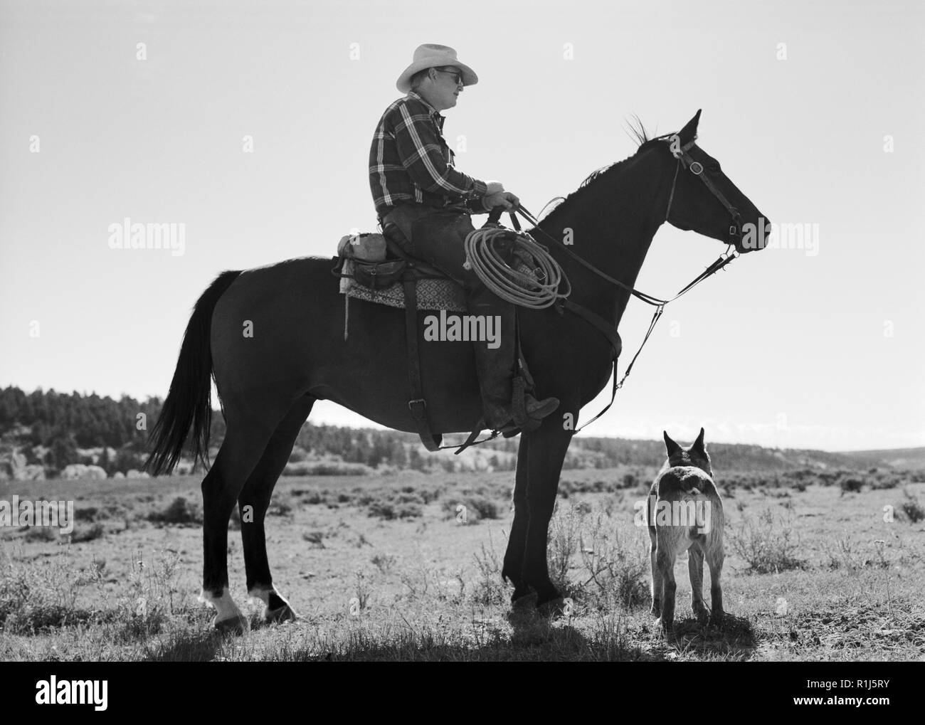 Reifen Cowboy auf einem Pferd neben seinem Hund in einem entfernten Bereich. Stockfoto