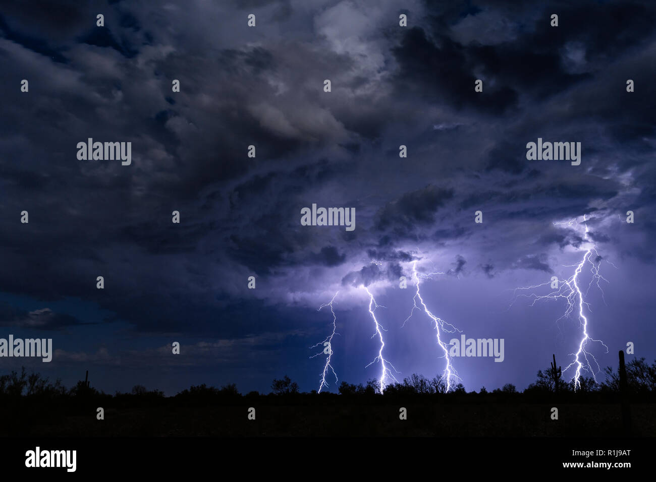 Dramatische Blitze zwischen Wolken erhellen einen Sturm am Nachthimmel über der Sonoran-Wüste in der Nähe von Vicksburg, Arizona Stockfoto