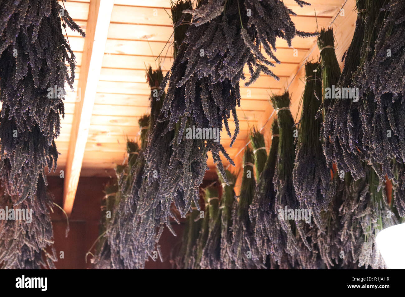 Lavendel Bundles, die von der Decke hängen an einem Lavender Farm in Sequim, Washington zu trocknen Stockfoto