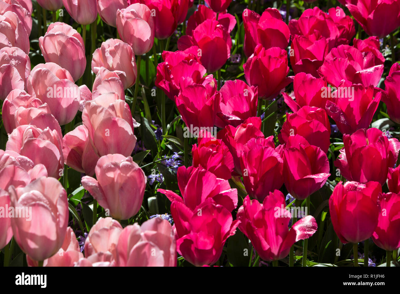Mystic Van Eijk (rosa) und Lady Van Eijk (rot) sind beide Darwin Hybrid Tulpen in den Gärten von Kuekenhof, Lisse im Süden von Holland. Die Tulpe ein Stockfoto